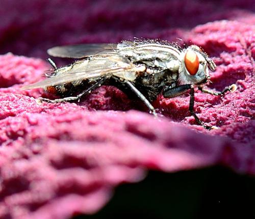 Sarcophaga sp.